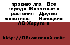 продаю лпх - Все города Животные и растения » Другие животные   . Ненецкий АО,Харута п.